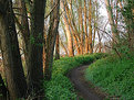 Picture Title - vegetation in a damp zone