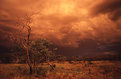 Picture Title - Desert Storm - tinted by Fire