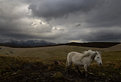 Picture Title - Skye Horse