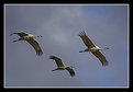 Picture Title - Sandhill Cranes in formation