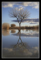 Picture Title - Bare Tree Reflection