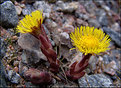 Picture Title - Coltsfoot