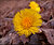 Coltsfoot #2