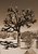 Joshua Tree