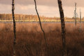 Picture Title - Birches III