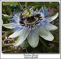 Picture Title - Passion flower