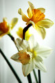 Picture Title - Daffies on the windowsill