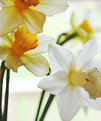 Picture Title - Daffies2