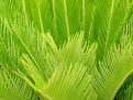 Picture Title - Naturally Green