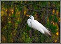 Picture Title - GREAT EGRET (Breeding Plumage)