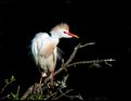 Picture Title - CATTLE EGRET (Breeding Plumage)