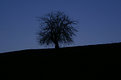 Picture Title - Monadnock Tree