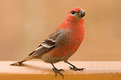 Picture Title - Male Pine Grosbeak - 04.22.05