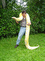 Picture Title - Gigant Snake