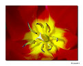 Picture Title - Tulip detail...