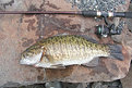 Picture Title - Smallmouth Bass