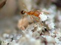 Picture Title - worker ant..