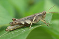 Picture Title - Grasshopper