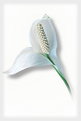 Picture Title - Spathiphyllum 