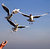 sea-gulls