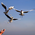 Picture Title - sea-gulls