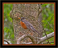 Picture Title - Red Red Robin
