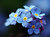 Forget-me-not's 2