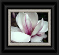 Picture Title - Magnolia