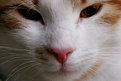 Picture Title - Zorka