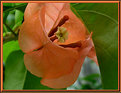 Picture Title - Brick bougainville