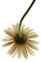 Picture Title - White Gerbera