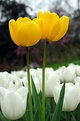 Picture Title - Tulips