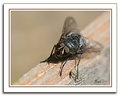 Picture Title - Fly On The Diagonal