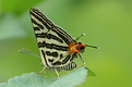Picture Title - Cheating butterfly -Spindasis lohita