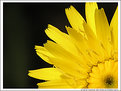 Picture Title - Detalhes de uma flor (Flower details)