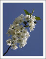 Picture Title - Appletree blooming