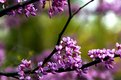 Picture Title - redbud