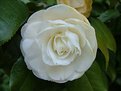 Picture Title - Portuguese Camelia