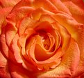 Picture Title - Peachy Rose