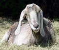 Picture Title - The Love Goat