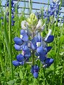 Picture Title - Spring Bluebonnets