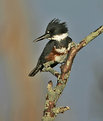 Picture Title - Kingfisher