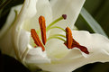 Picture Title - Flower 