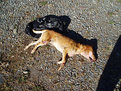 Picture Title - Dead Dog