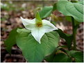 Picture Title - Trillium