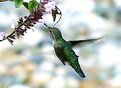 Picture Title - Hummer Time VI