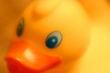 Picture Title - Duckie