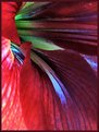 Picture Title - Hibiscus Abstract