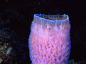 Picture Title - Vase Sponge