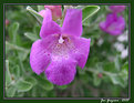 Picture Title - Texas Sage